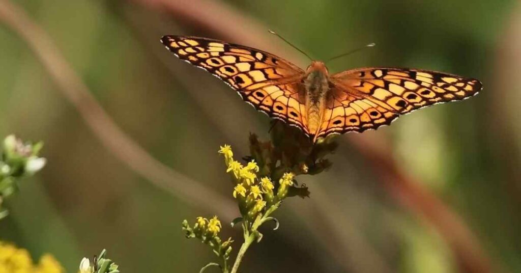 Missouri Butterflies