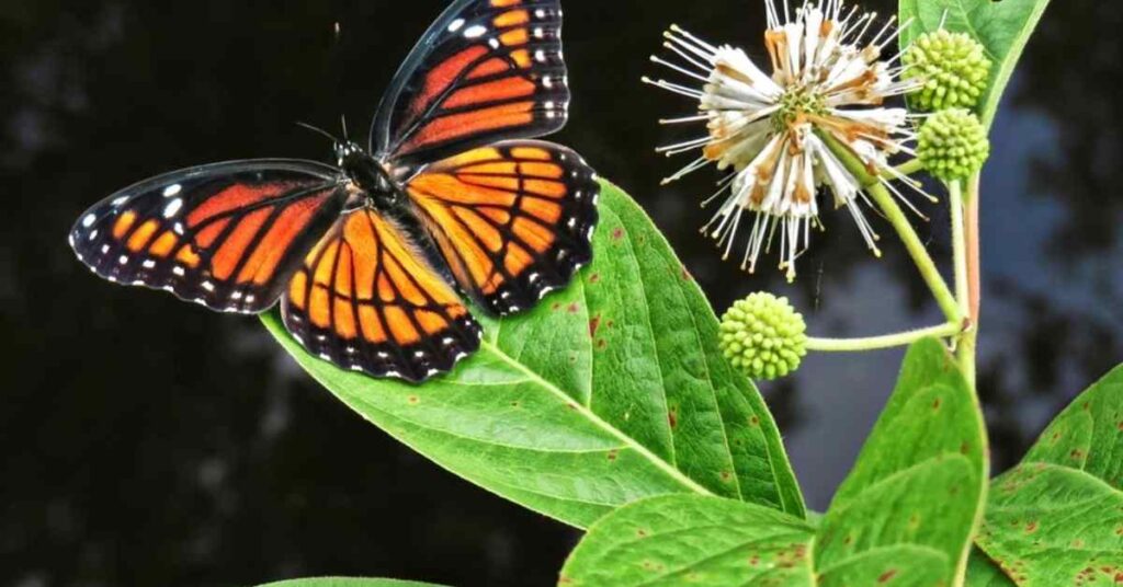 Butterflies in Georgia