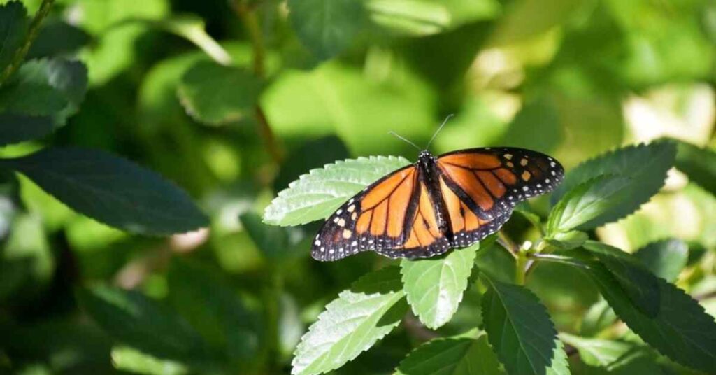 Viceroy butterfly  