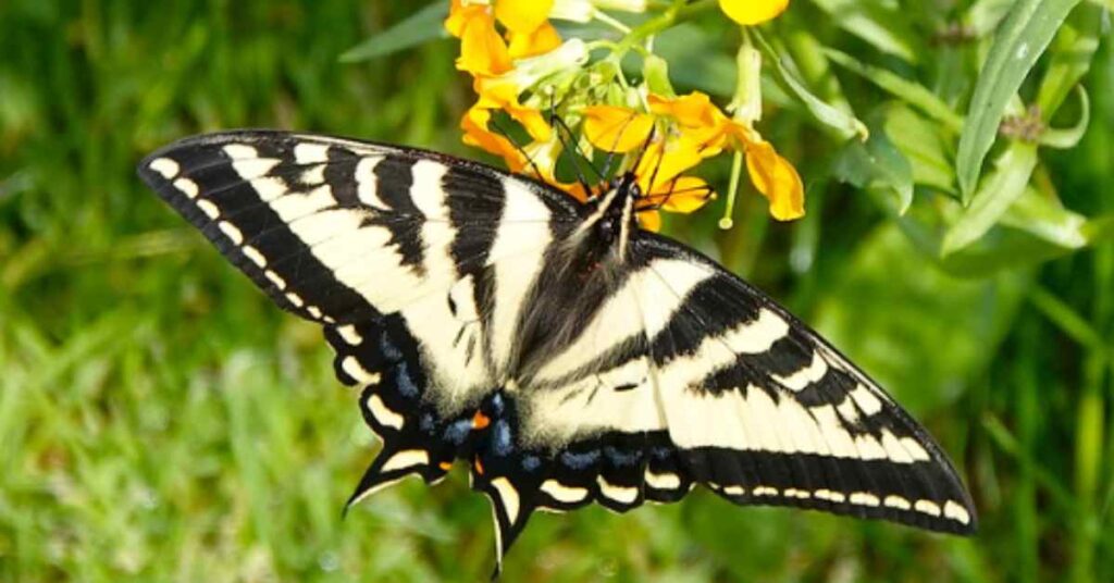 Western Tiger Swallowtail Butterfly (Papilio rutulus) i