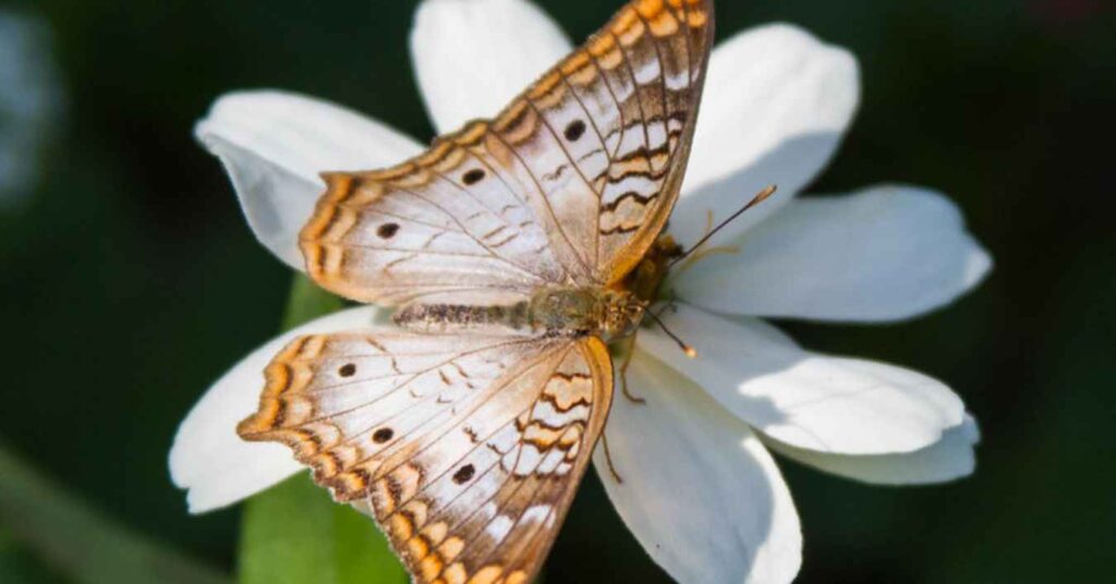 White Peacock butterfly