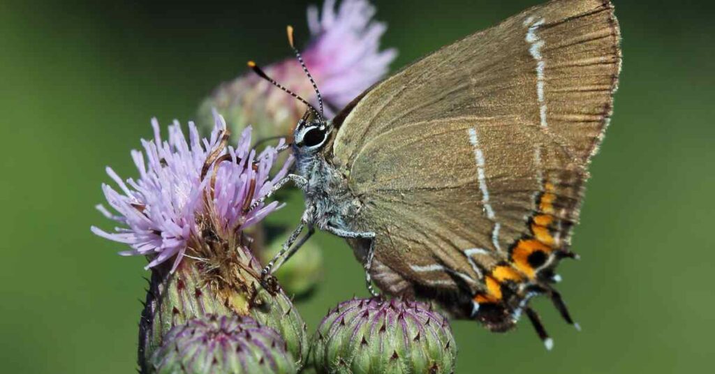 White-letter Hairstreak