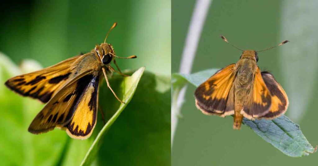 Zabulon Skipper