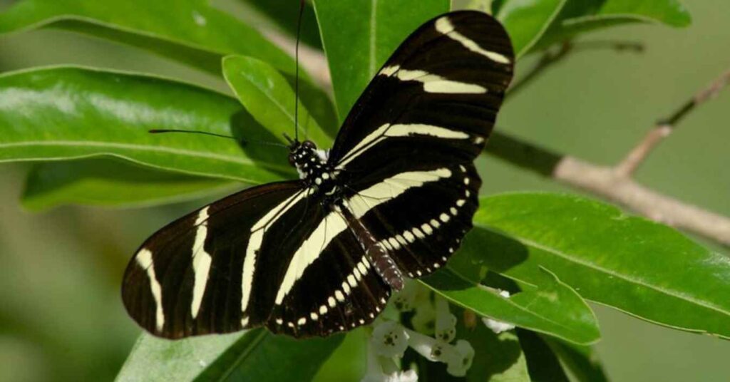 Zebra Longwing butterflies