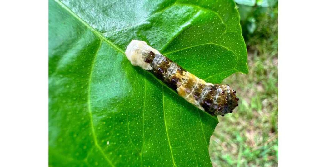 caterpillar of Giant Swallowtail 