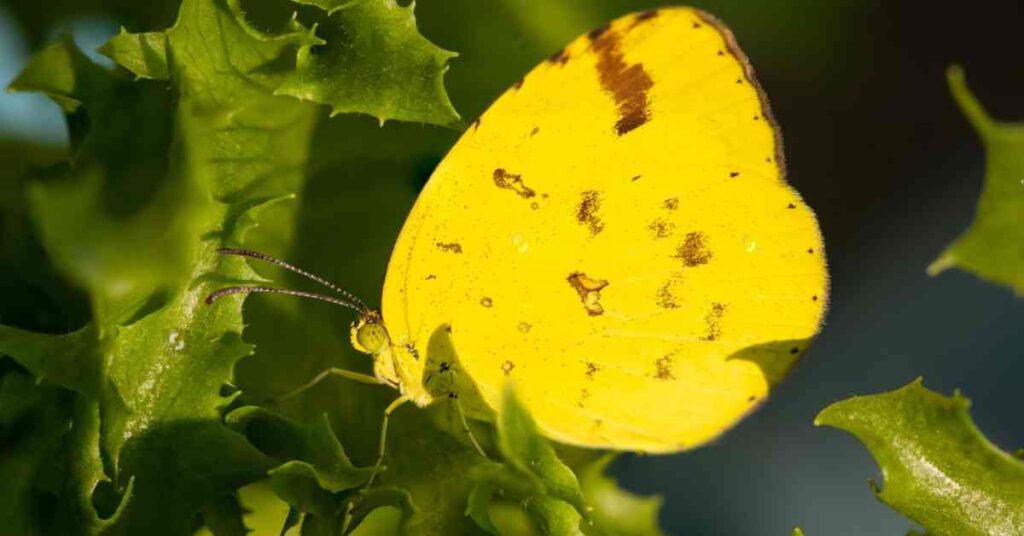 common grass yellow