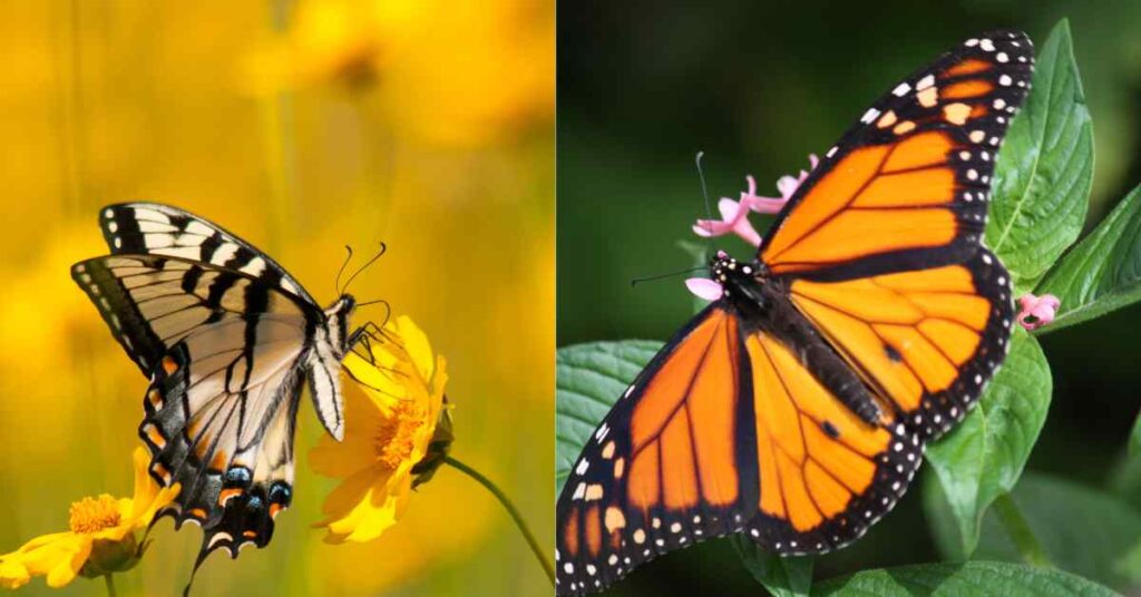 Indiana Butterflies