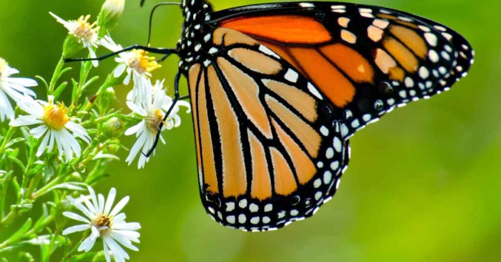 Monarch Butterfly 