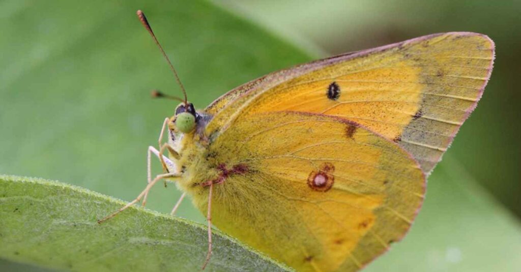 Alfalfa Butterfly