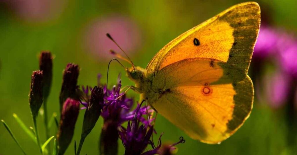 Orange Sulphur